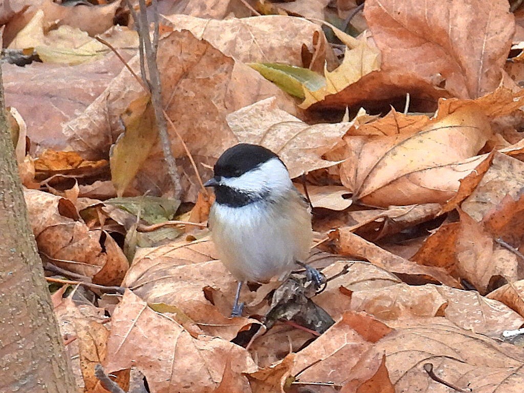 Black-capped Chickadee - ML612103310