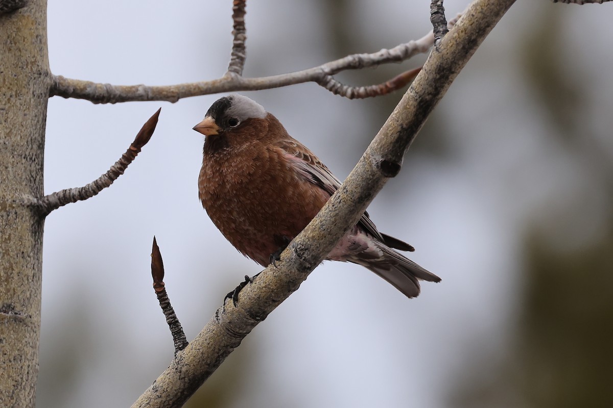 Gray-crowned Rosy-Finch - ML612103311