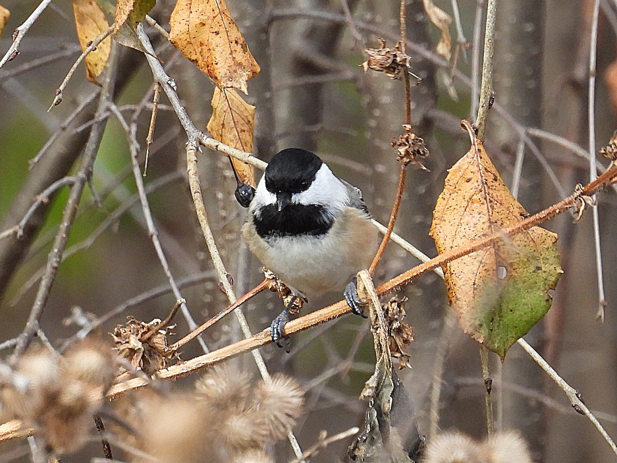Black-capped Chickadee - ML612103312