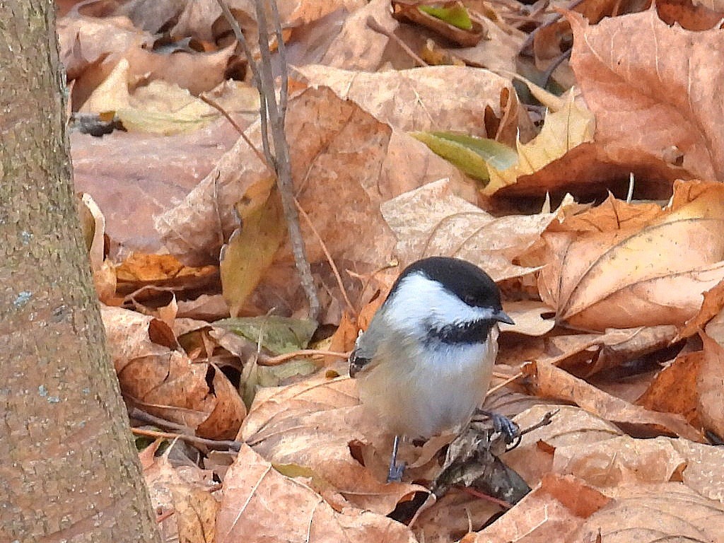 Black-capped Chickadee - ML612103313