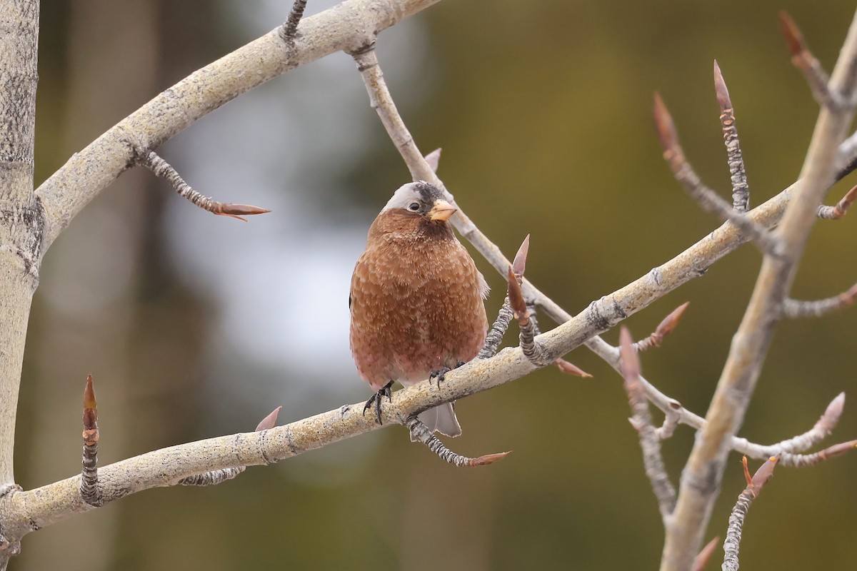 Gray-crowned Rosy-Finch - ML612103314