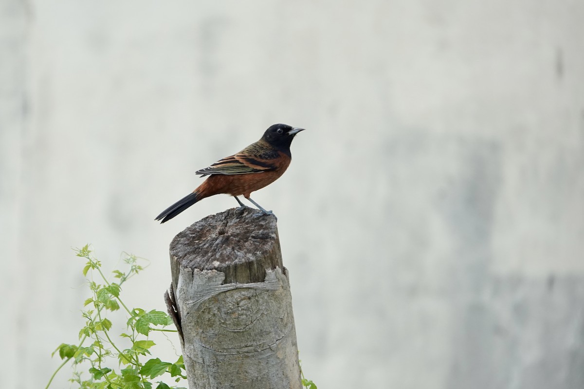 Orchard Oriole - ML612103317