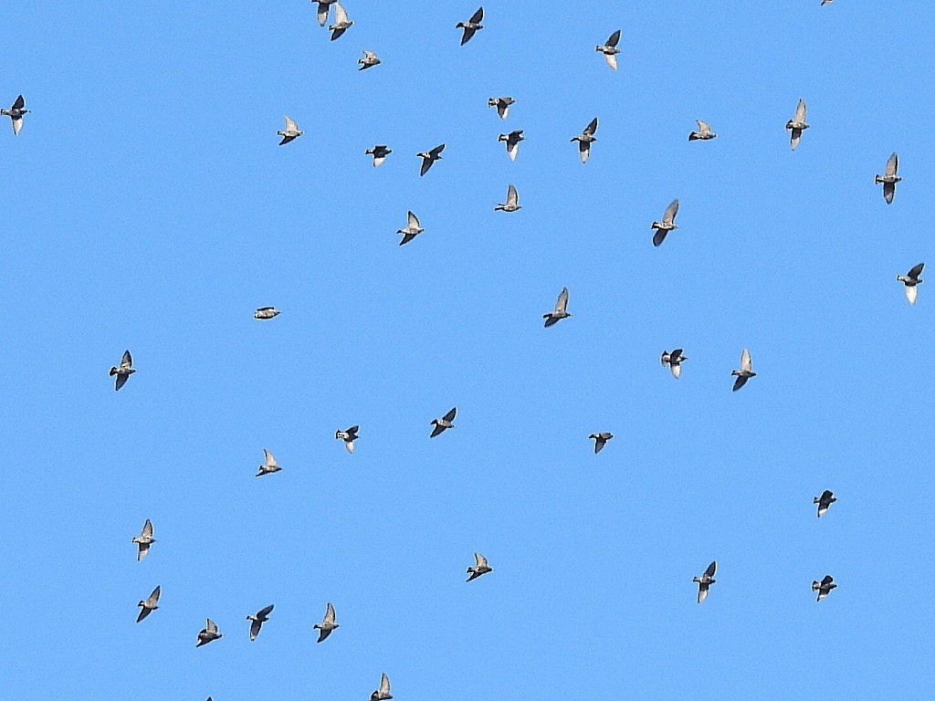 Хар тодол - ML612103333