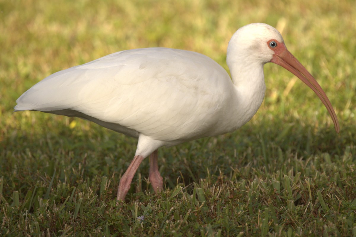 ibis bílý - ML612103363