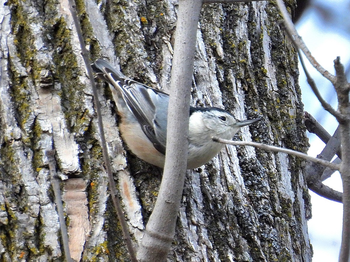 White-breasted Nuthatch - ML612103389