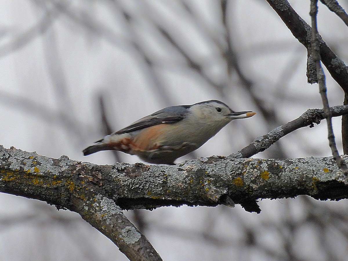 White-breasted Nuthatch - ML612103390