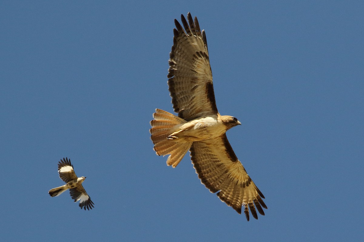 Red-tailed Hawk - Joe Wing