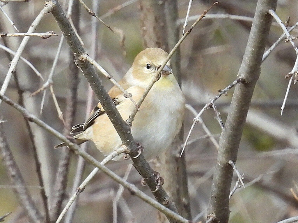 American Goldfinch - ML612103407