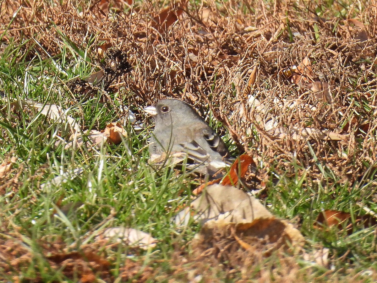 Dark-eyed Junco - ML612103422