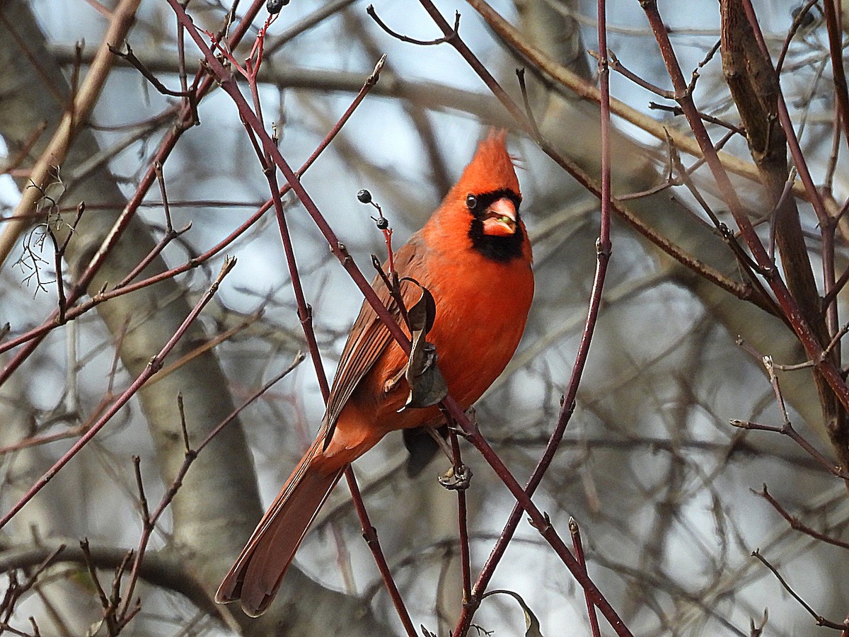 Northern Cardinal - ML612103430
