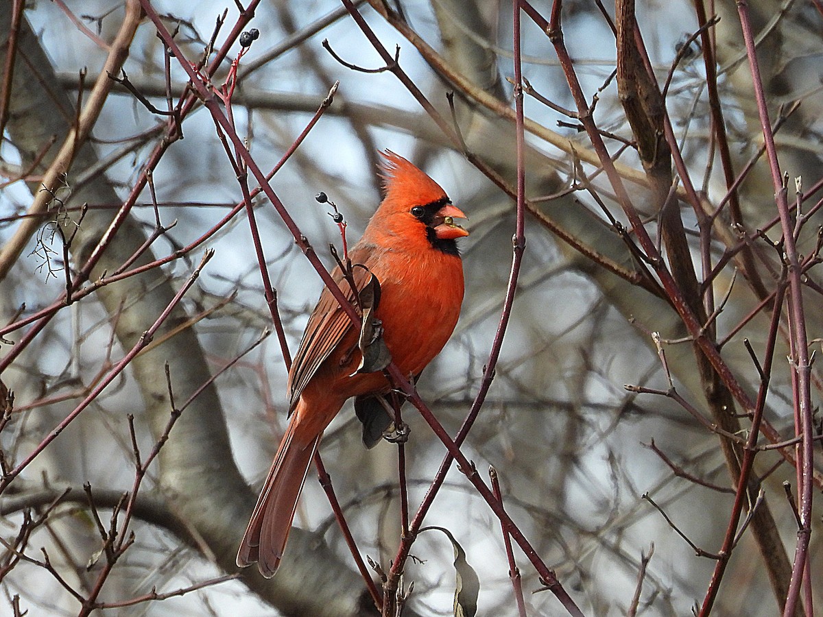Northern Cardinal - ML612103431
