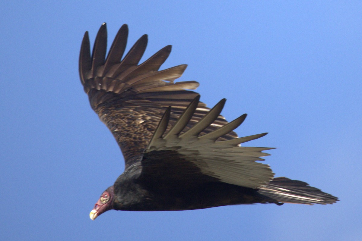 Turkey Vulture - ML612103456