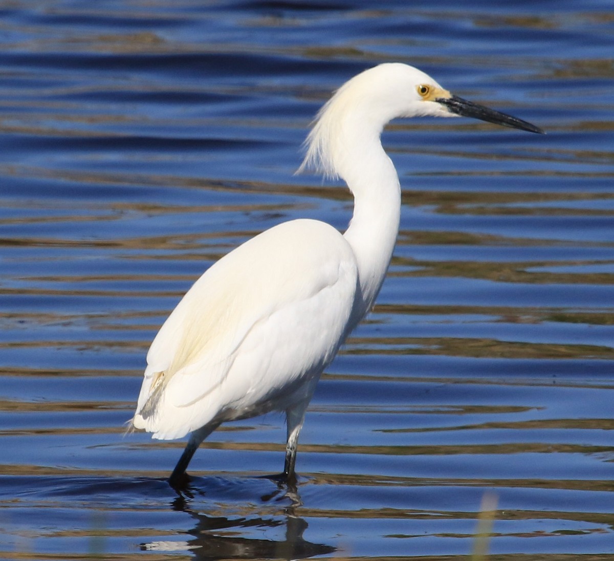 Snowy Egret - ML612103476