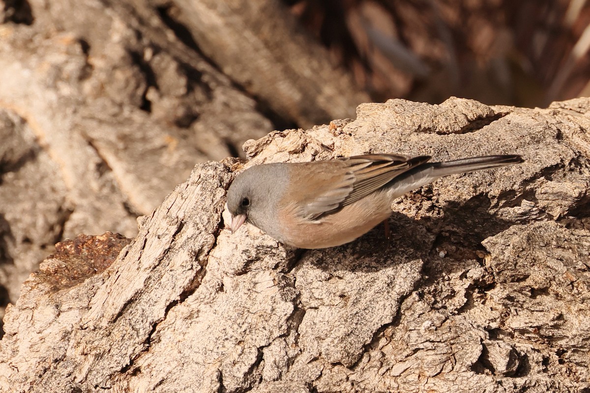 Junco ardoisé - ML612103535