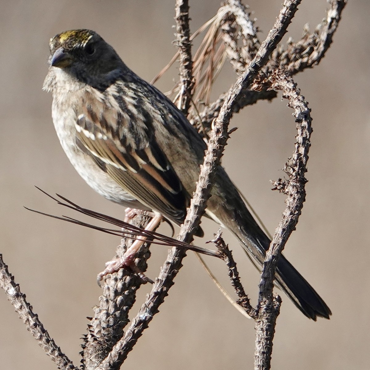 Golden-crowned Sparrow - ML612103574