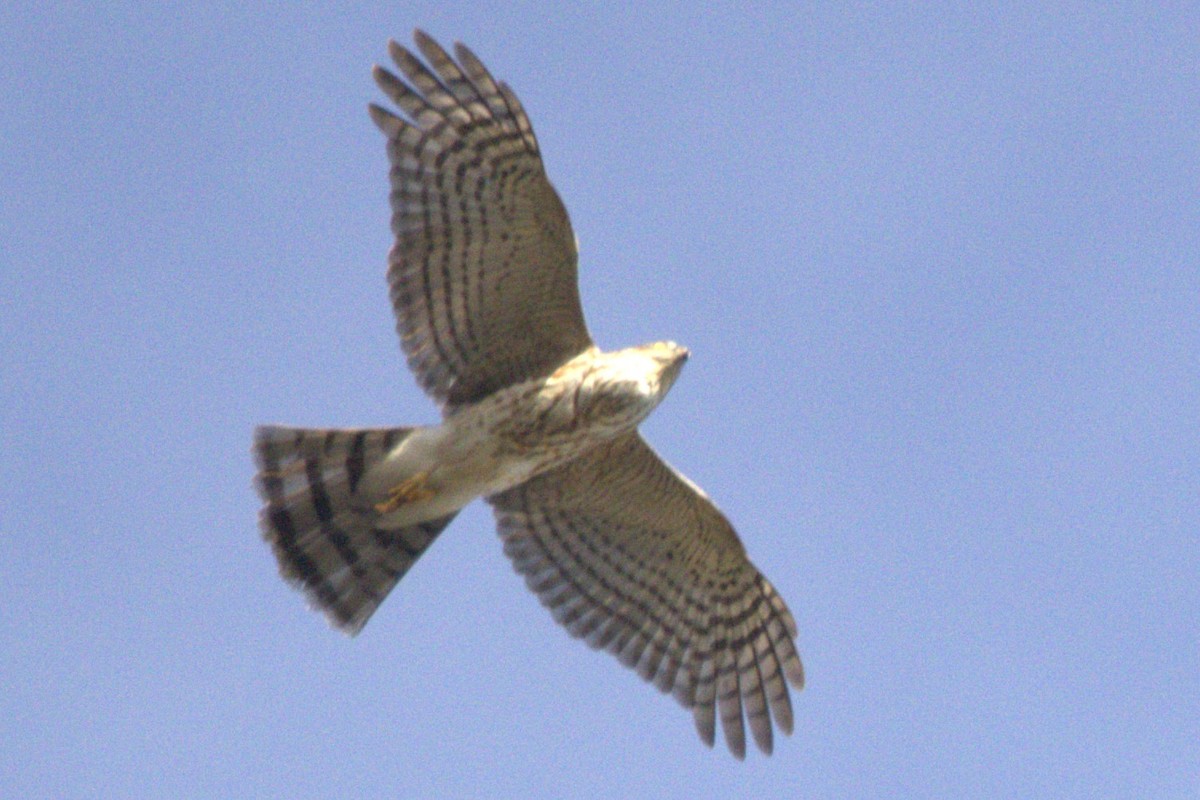 Sharp-shinned Hawk - ML612103584