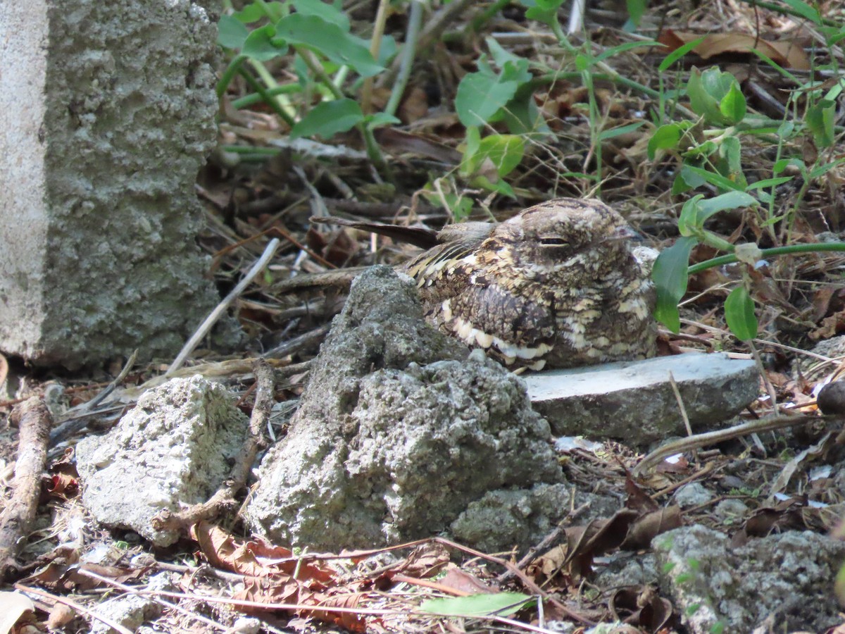 Slender-tailed Nightjar - ML612103619