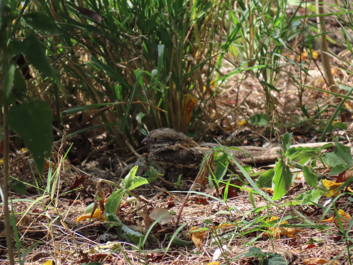 Slender-tailed Nightjar - ML612103634