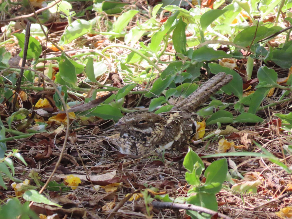 Slender-tailed Nightjar - ML612103640