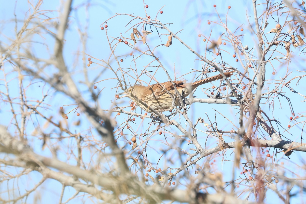 Brown Thrasher - ML612103646