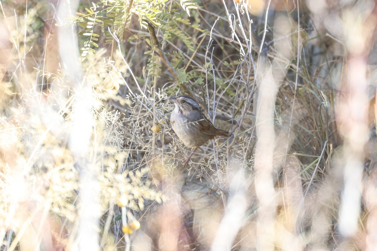 Swamp Sparrow - ML612103652