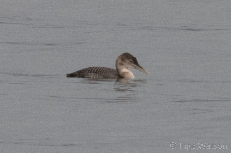 Yellow-billed Loon - ML612103658