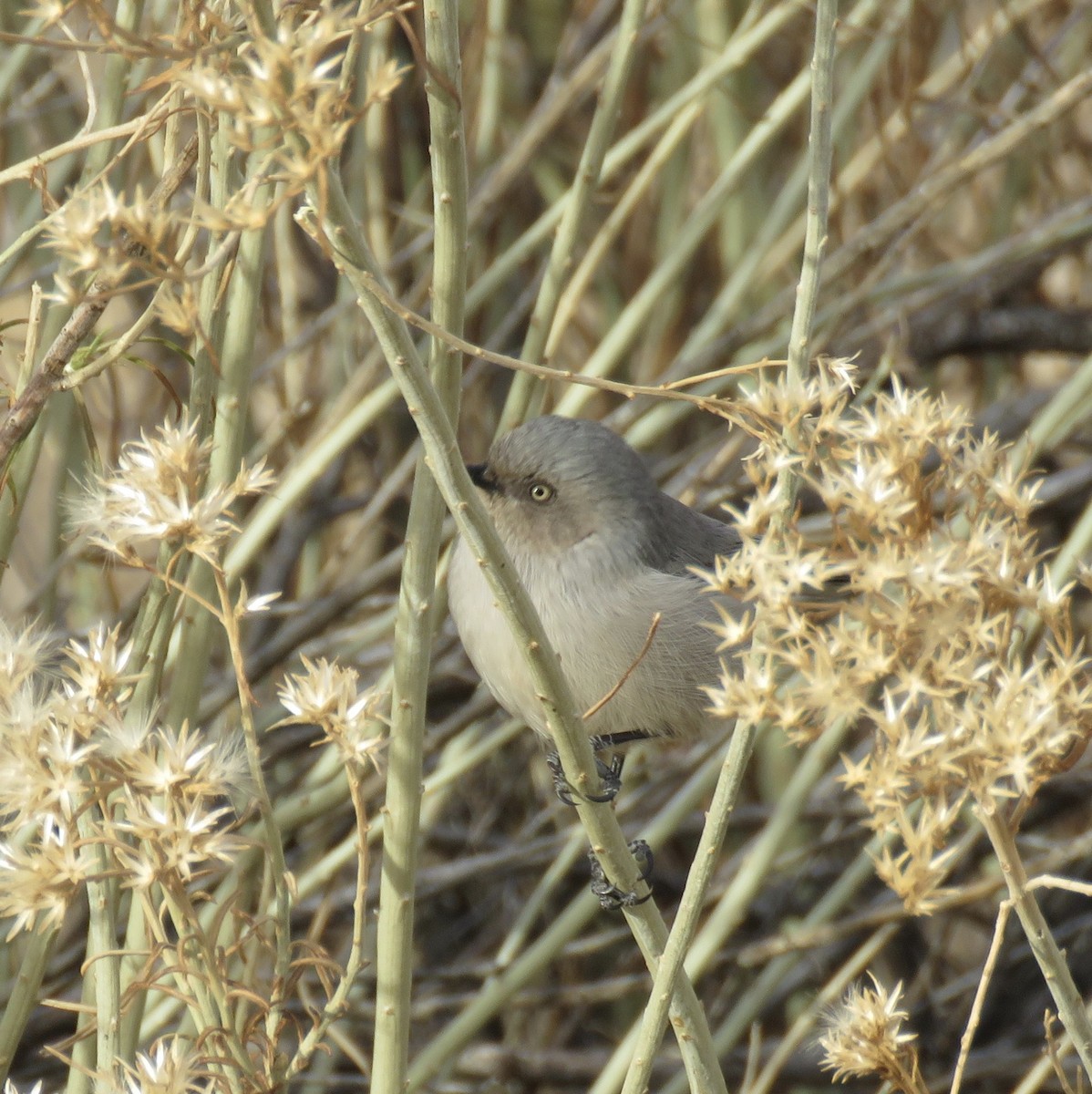 Bushtit - ML612103733