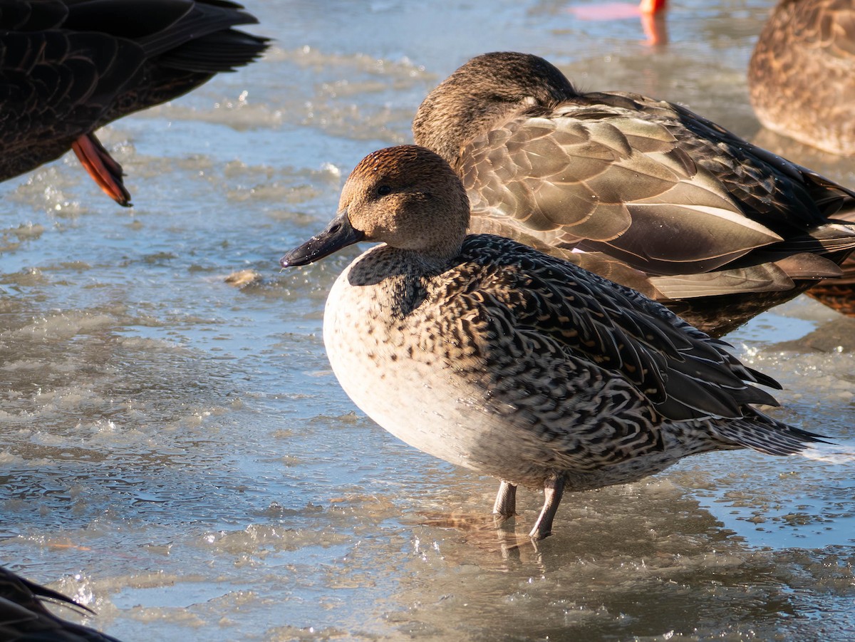 Northern Pintail - Natalie Barkhouse-Bishop