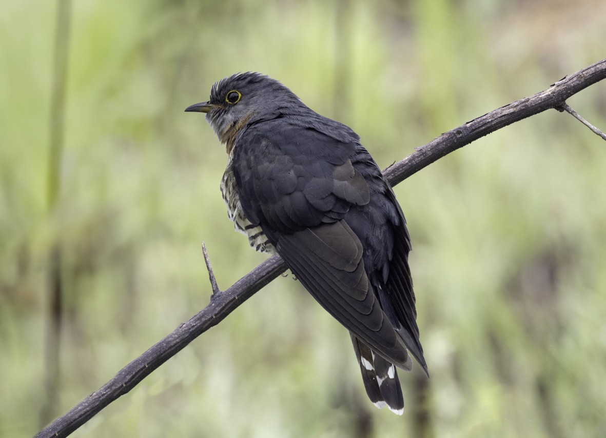 Red-chested Cuckoo - ML612103853