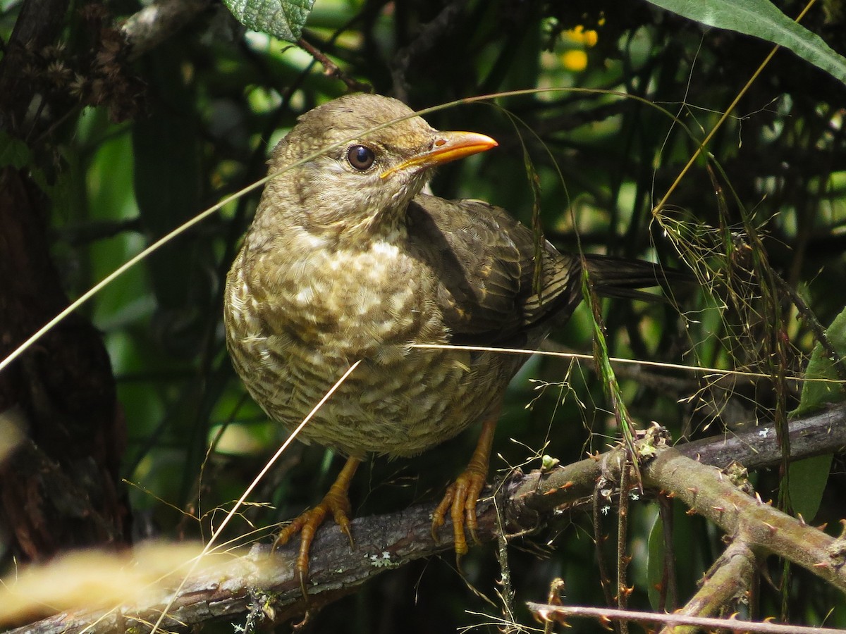 Chiguanco Thrush (chiguanco/conradi) - ML612103860