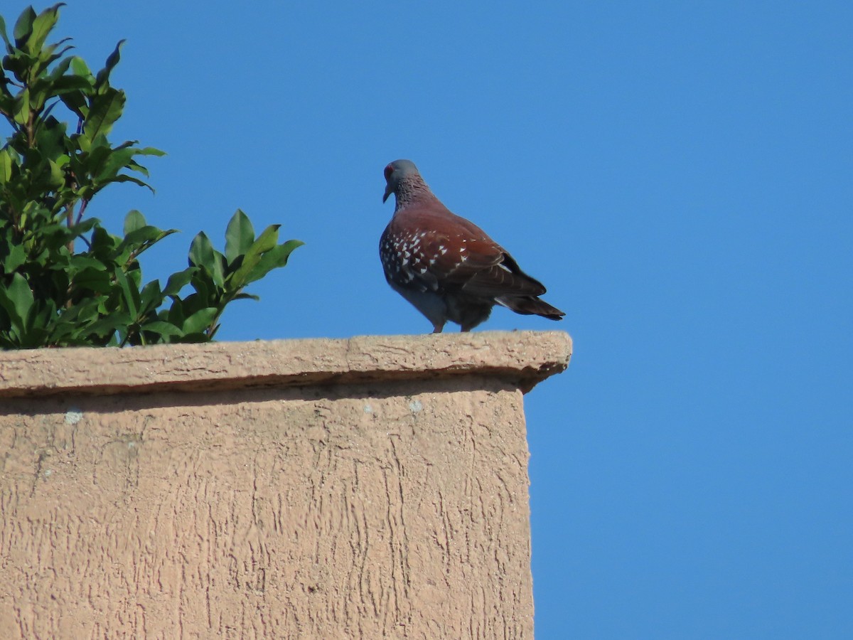 Speckled Pigeon - ML612103881