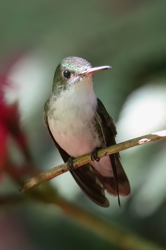 White-bellied Emerald - ML612103903