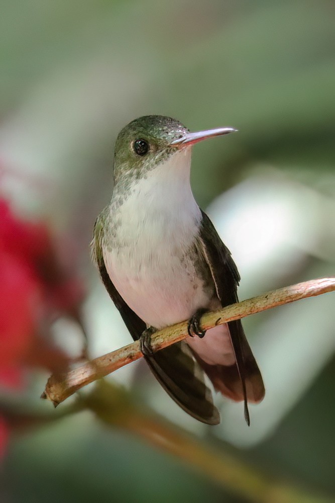 White-bellied Emerald - ML612103905