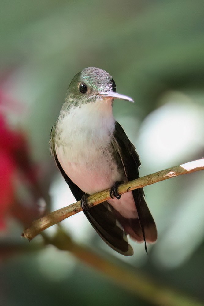 White-bellied Emerald - ML612103906