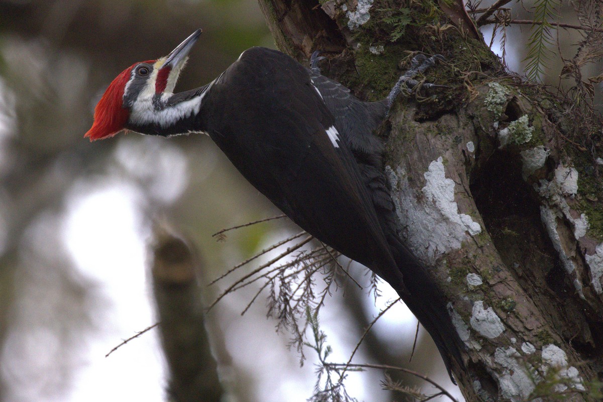 Pileated Woodpecker - ML612103917