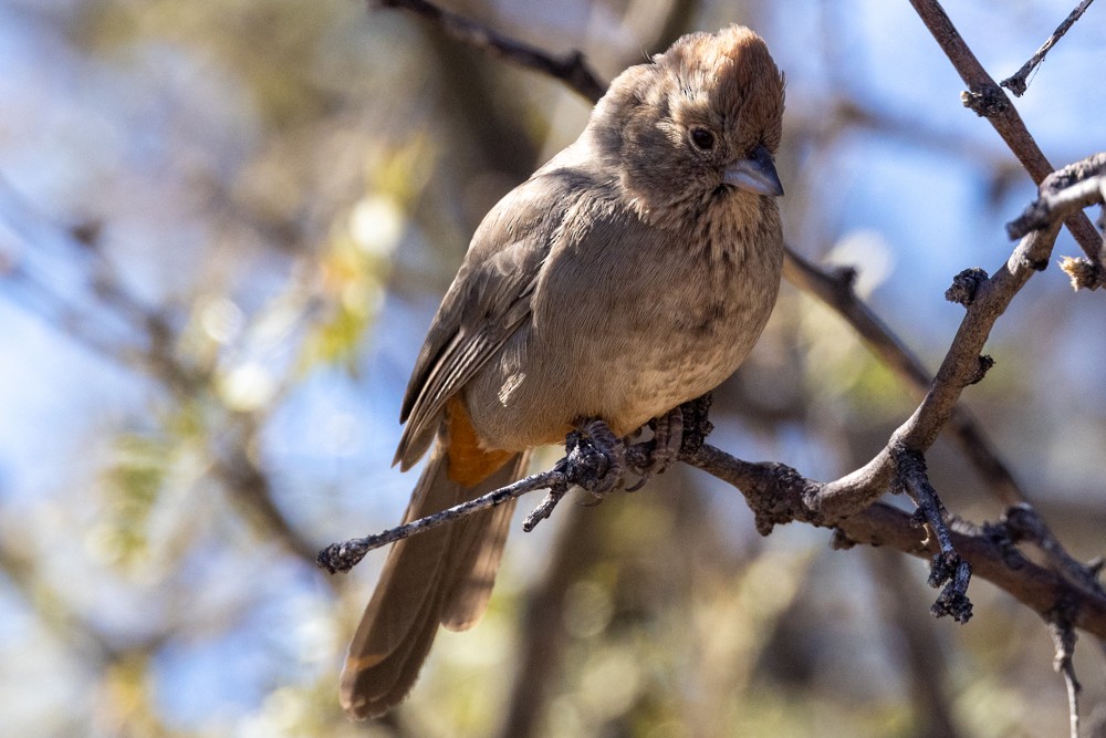 Canyon Towhee - ML612103952