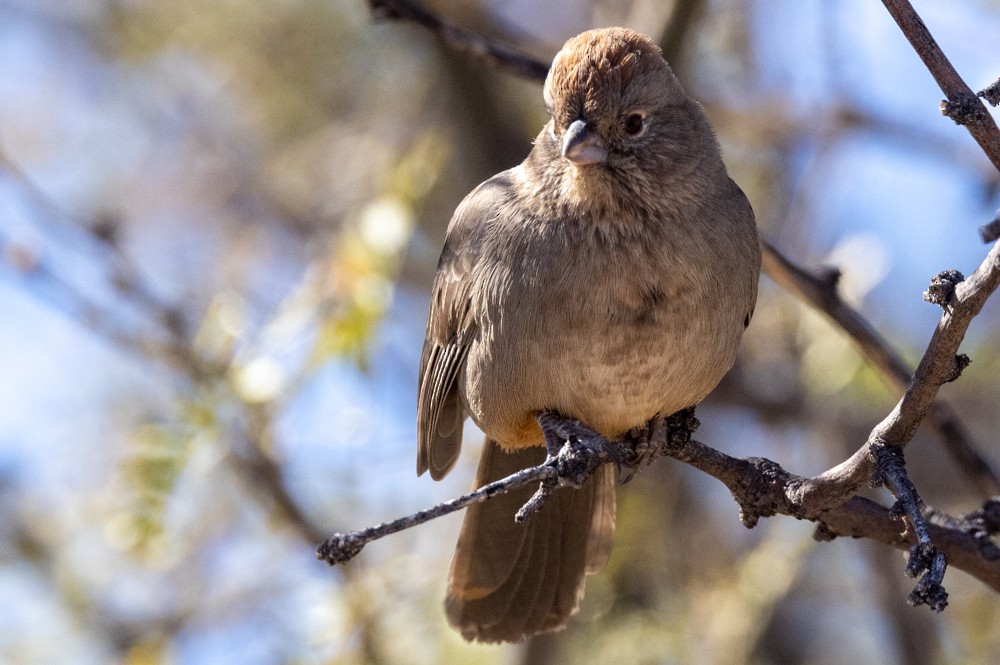 Canyon Towhee - ML612103958