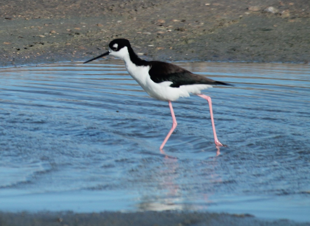 Black-necked Stilt - ML612103962