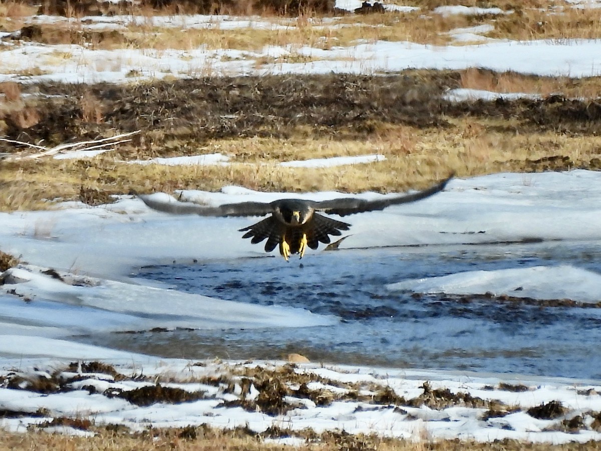 Halcón Peregrino - ML612103976