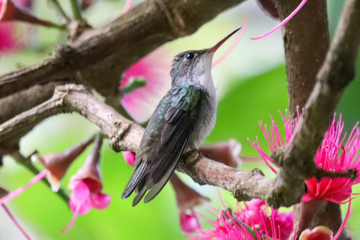 White-bellied Emerald - ML612104005