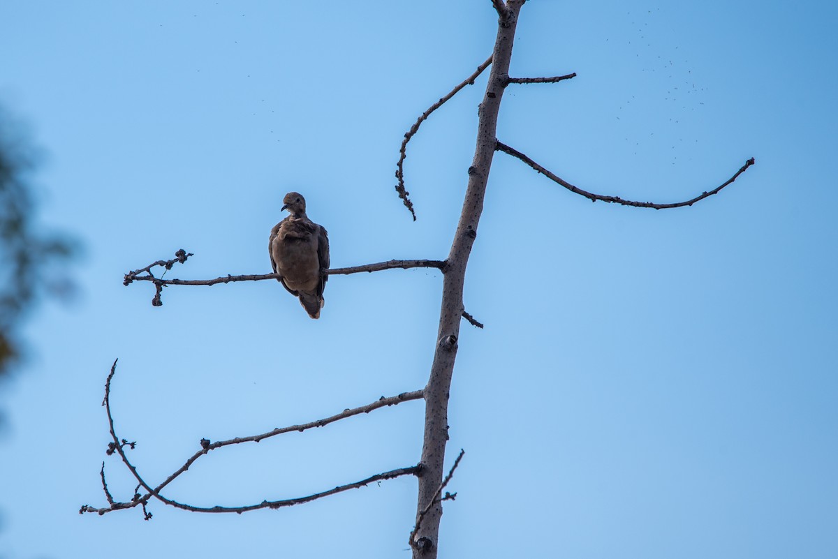 Mourning Dove - ML612104133