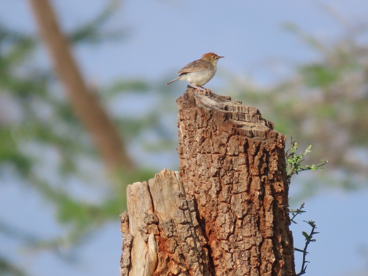 Tiny Cisticola - ML612104188