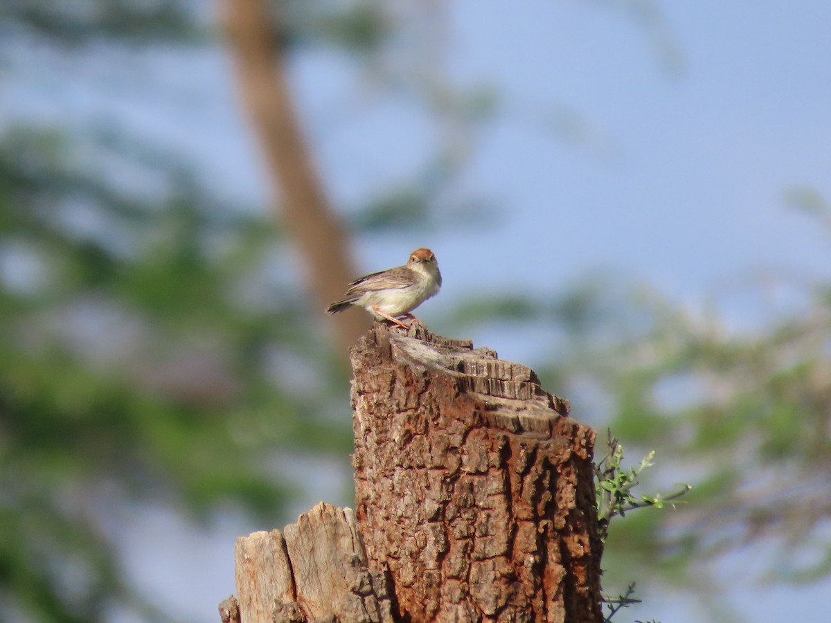 Tiny Cisticola - ML612104200