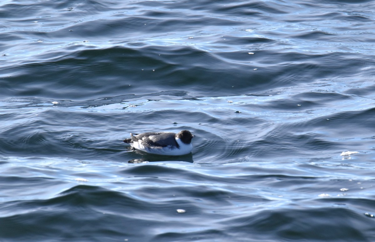 Guillemot à cou blanc - ML612104208