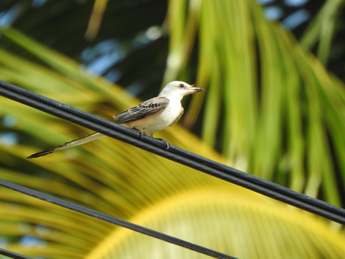 Scissor-tailed Flycatcher - ML612104219