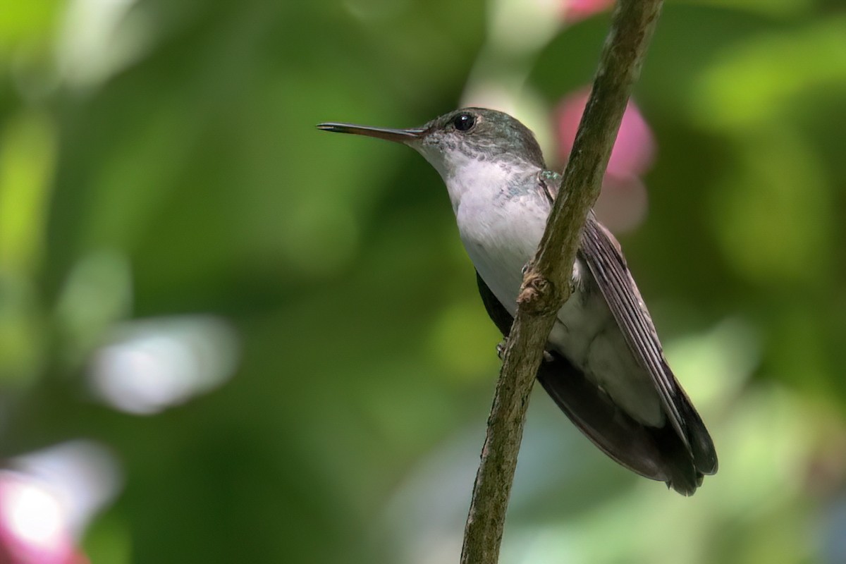 White-bellied Emerald - Jose Abelardo Sanchez