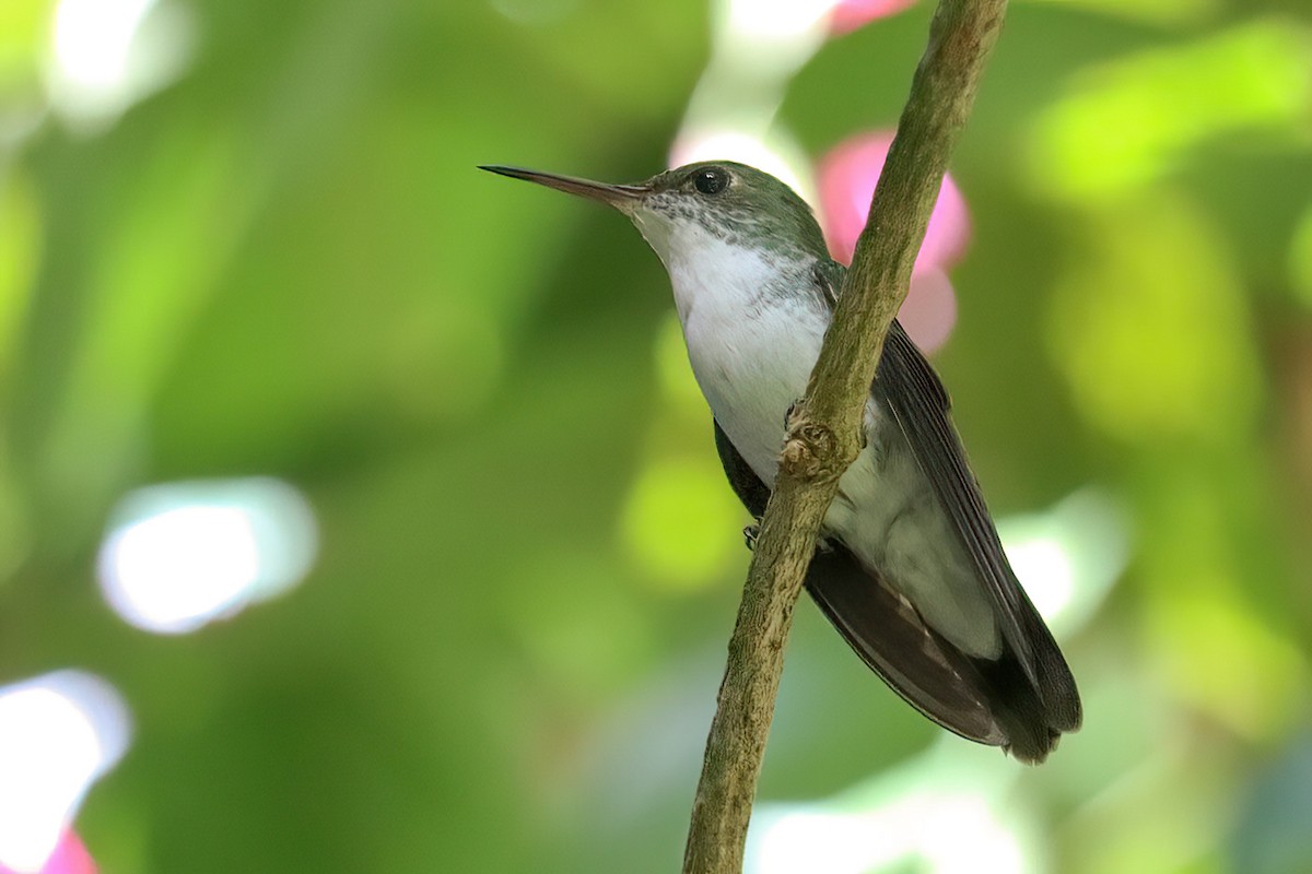 White-bellied Emerald - ML612104234