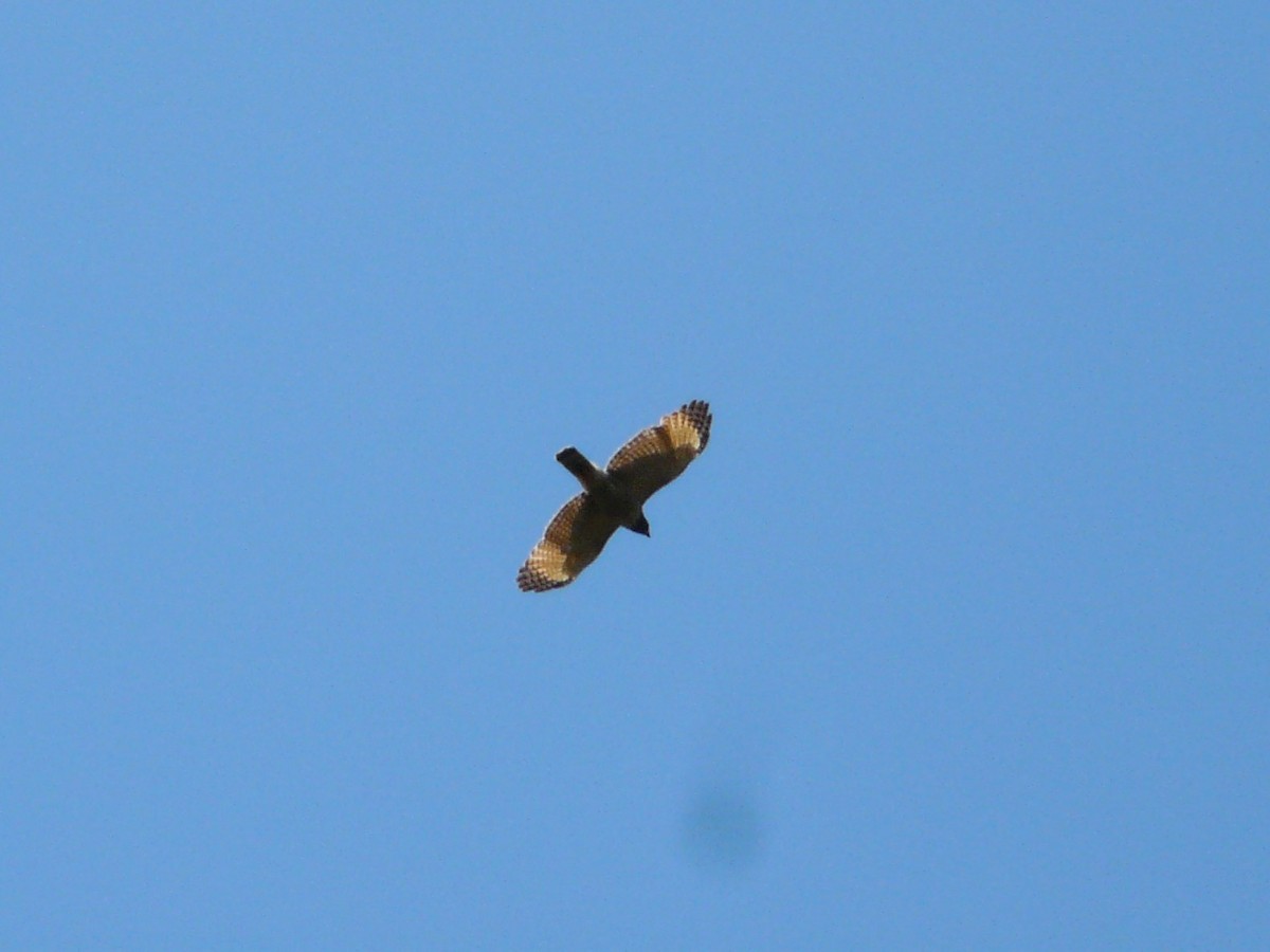 Roadside Hawk - ML612104259