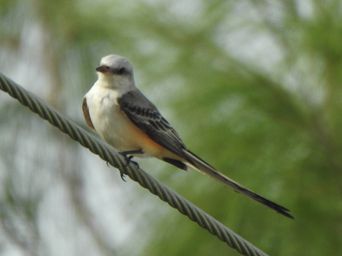 Scissor-tailed Flycatcher - ML612104265