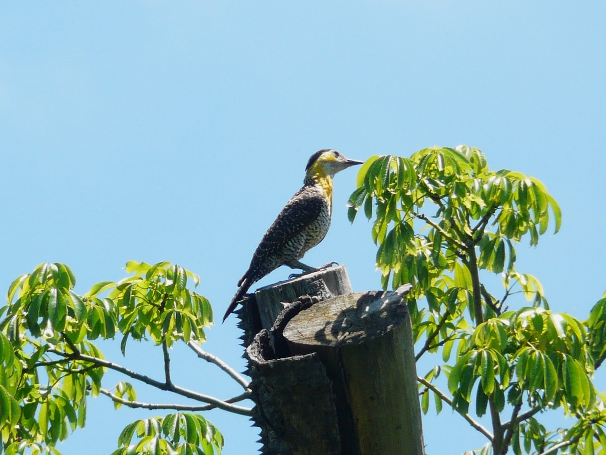 Carpintero Campestre - ML612104266